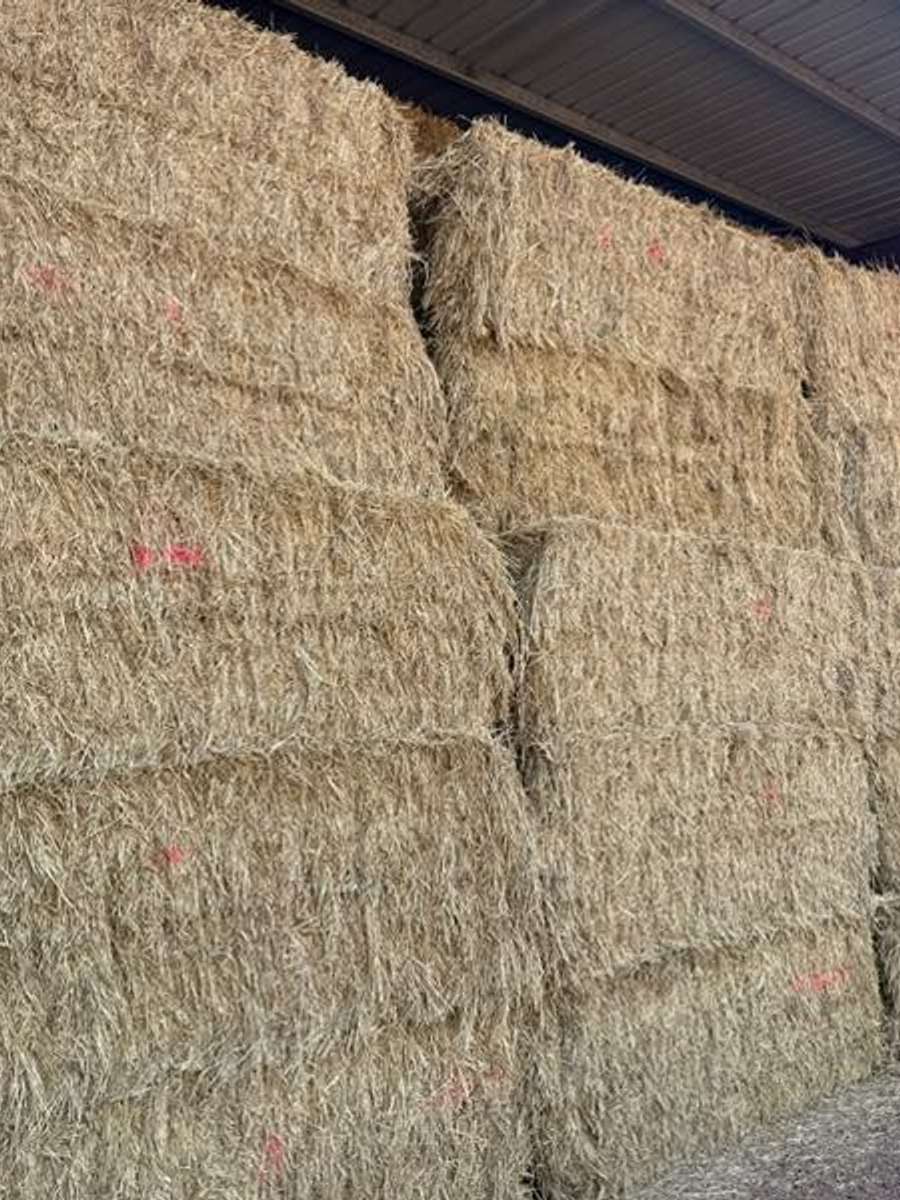 Batch 4990788000157001001 Image