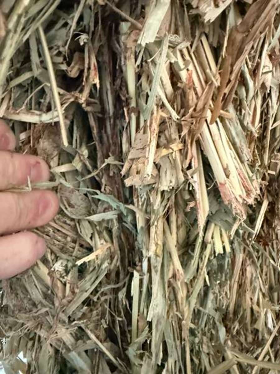 Batch 4990788000165187130 Image