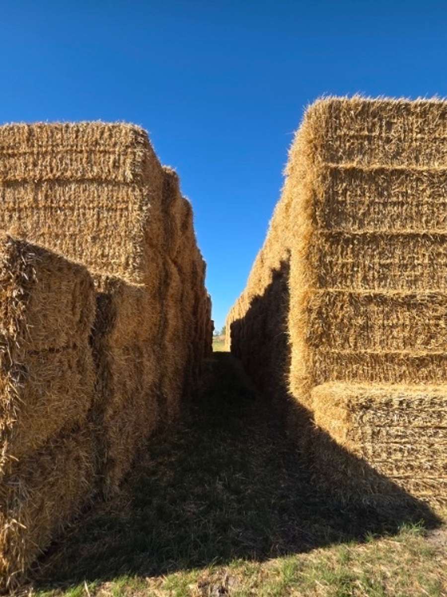 Batch 4990788000207712001 Image