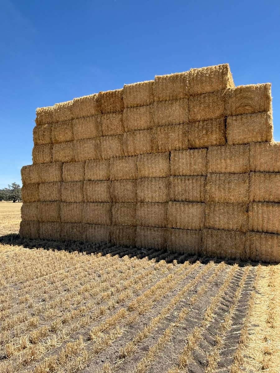 Batch 4990788000207946733 Image