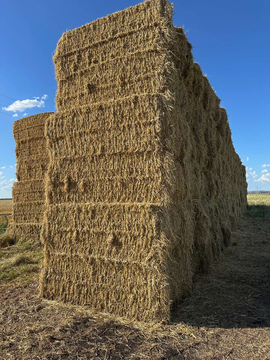 Batch 4990788000205392722 Image