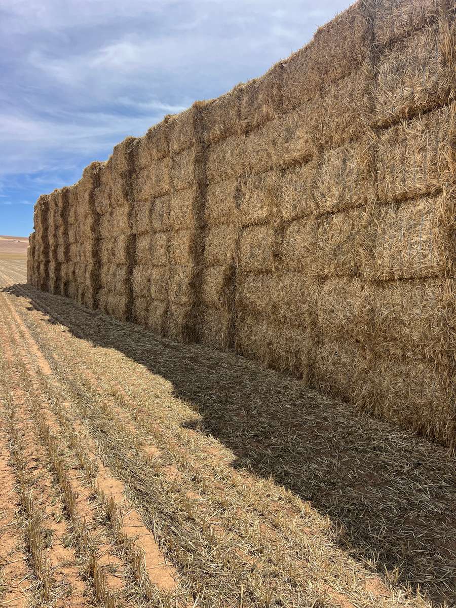 Batch 4990788000207545640 Image