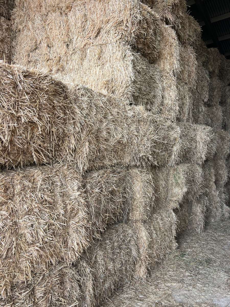 Batch 4990788000207226997 Image