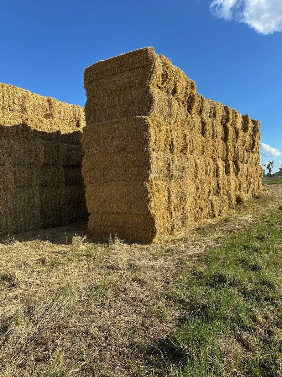 Batch 4990788000205392722 Image