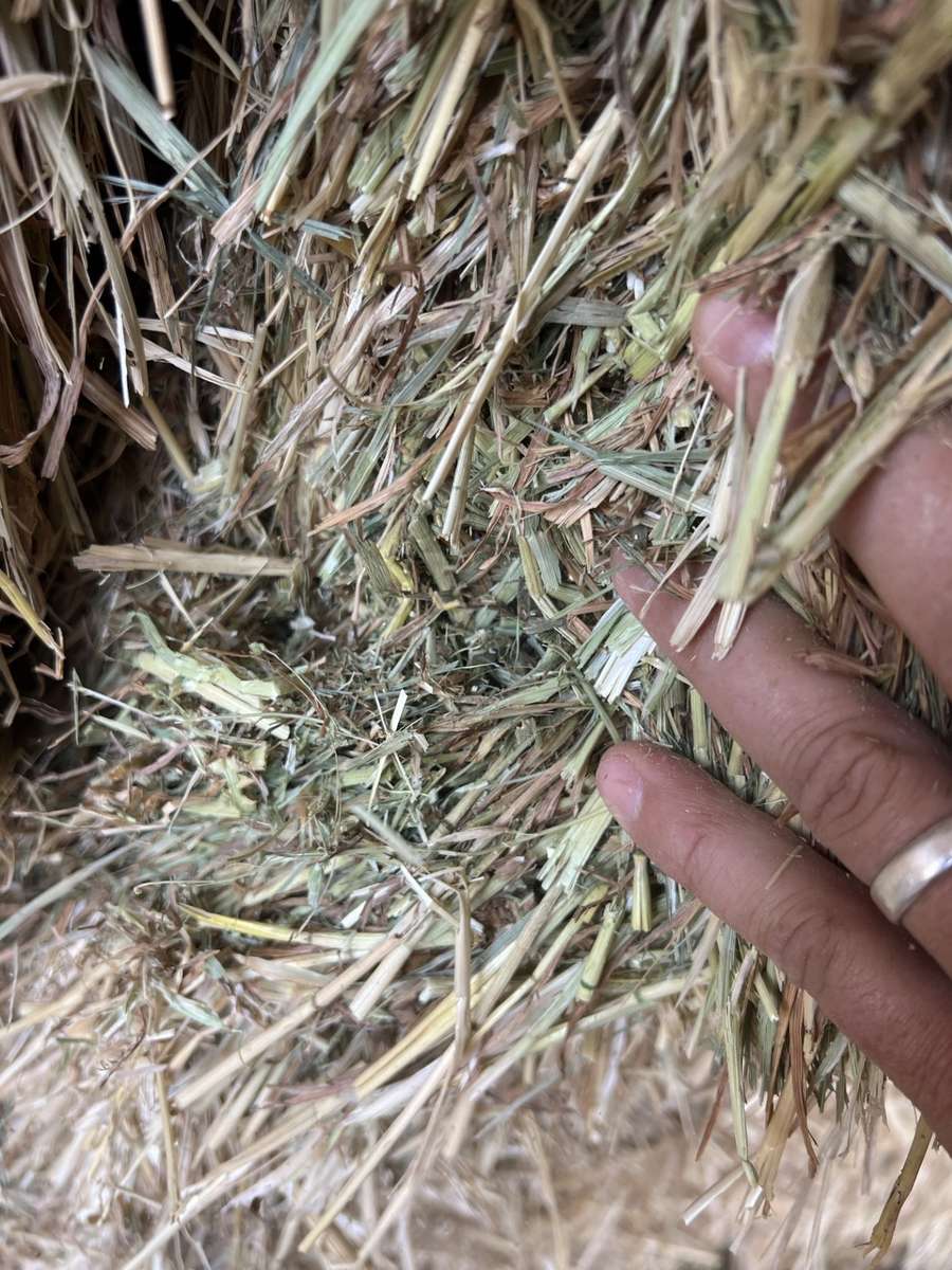 Batch 4990788000207871529 Image