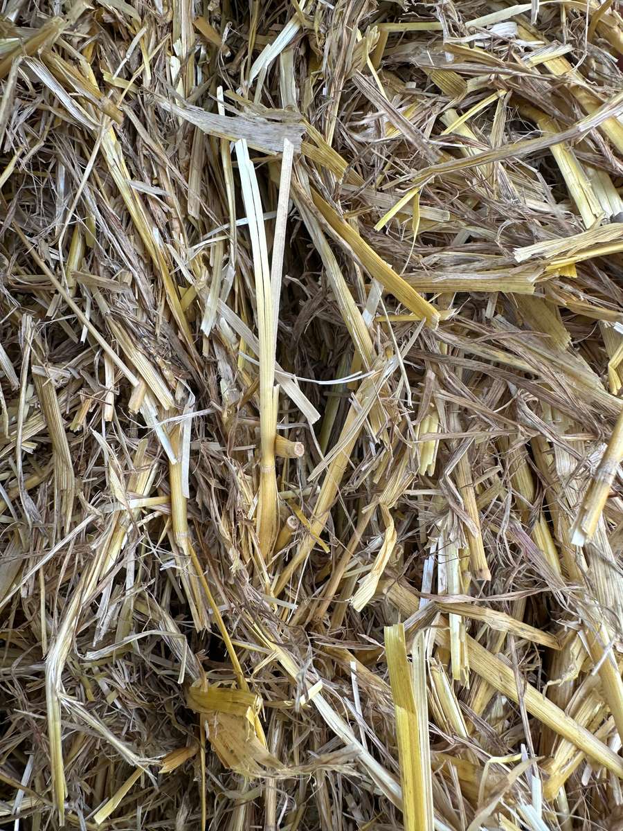 Batch 4990788000205392722 Image