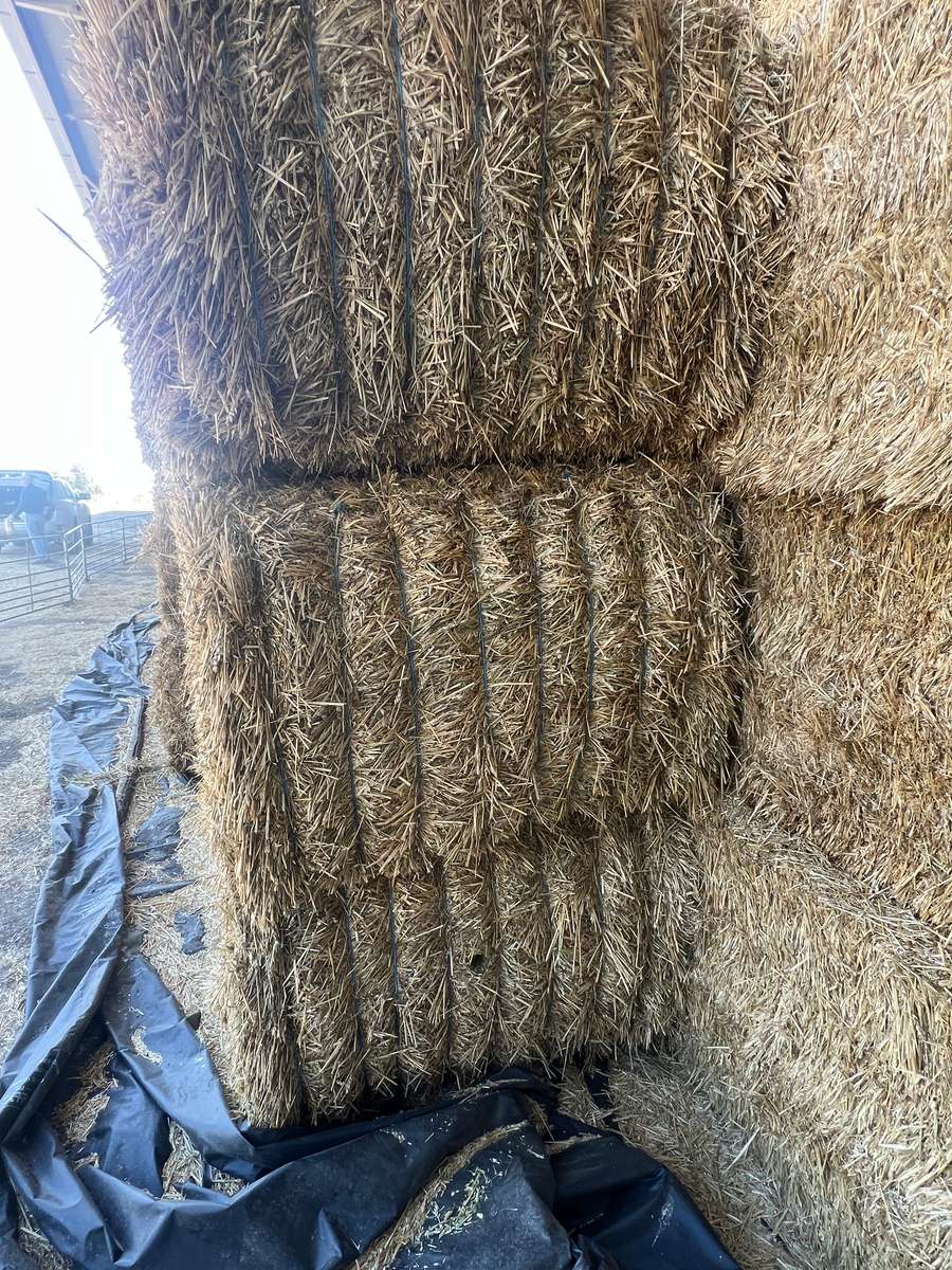 Batch 4990788000207869634 Image