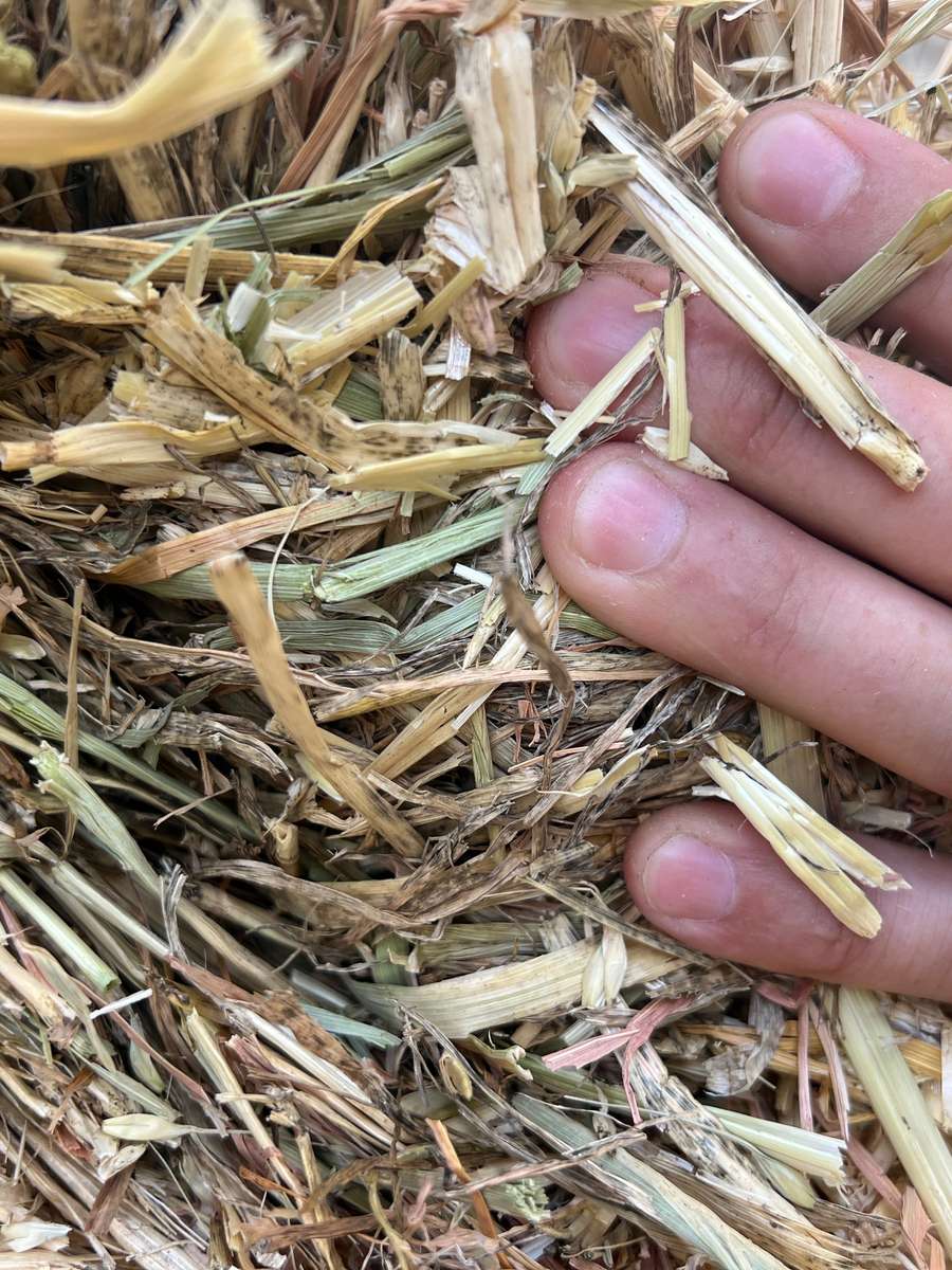 Batch 4990788000207545640 Image