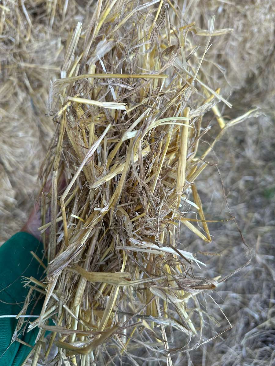 Batch 4990788000205392722 Image