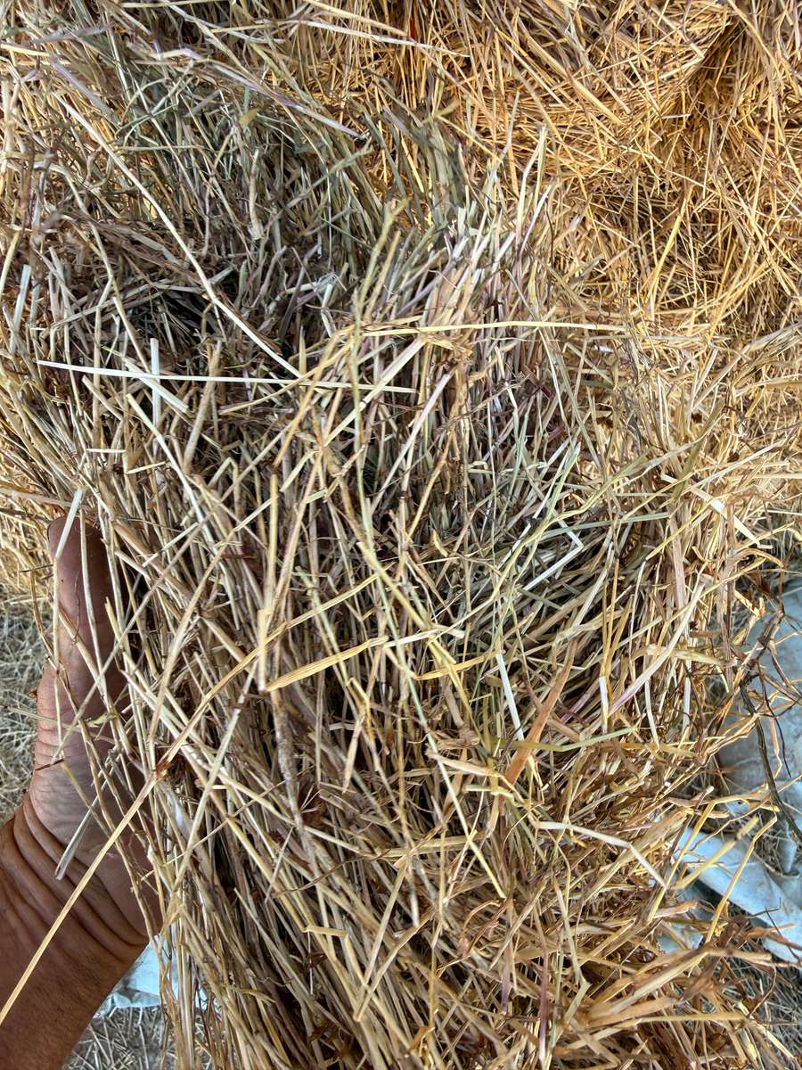 Batch 4990788000209555001 Image