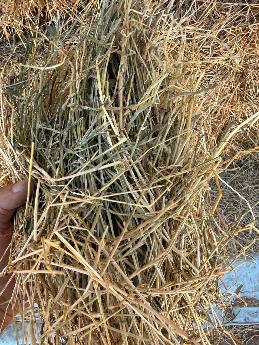 Batch 4990788000209555001 Image