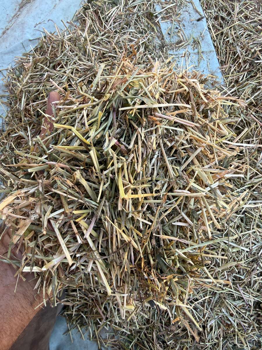 Batch 4990788000209555001 Image