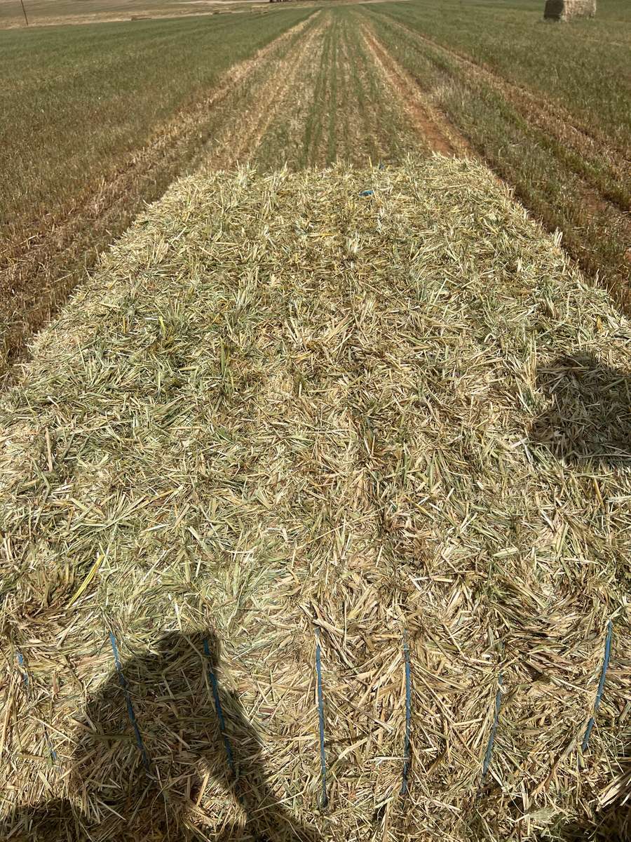 Batch 4990788000207852415 Image