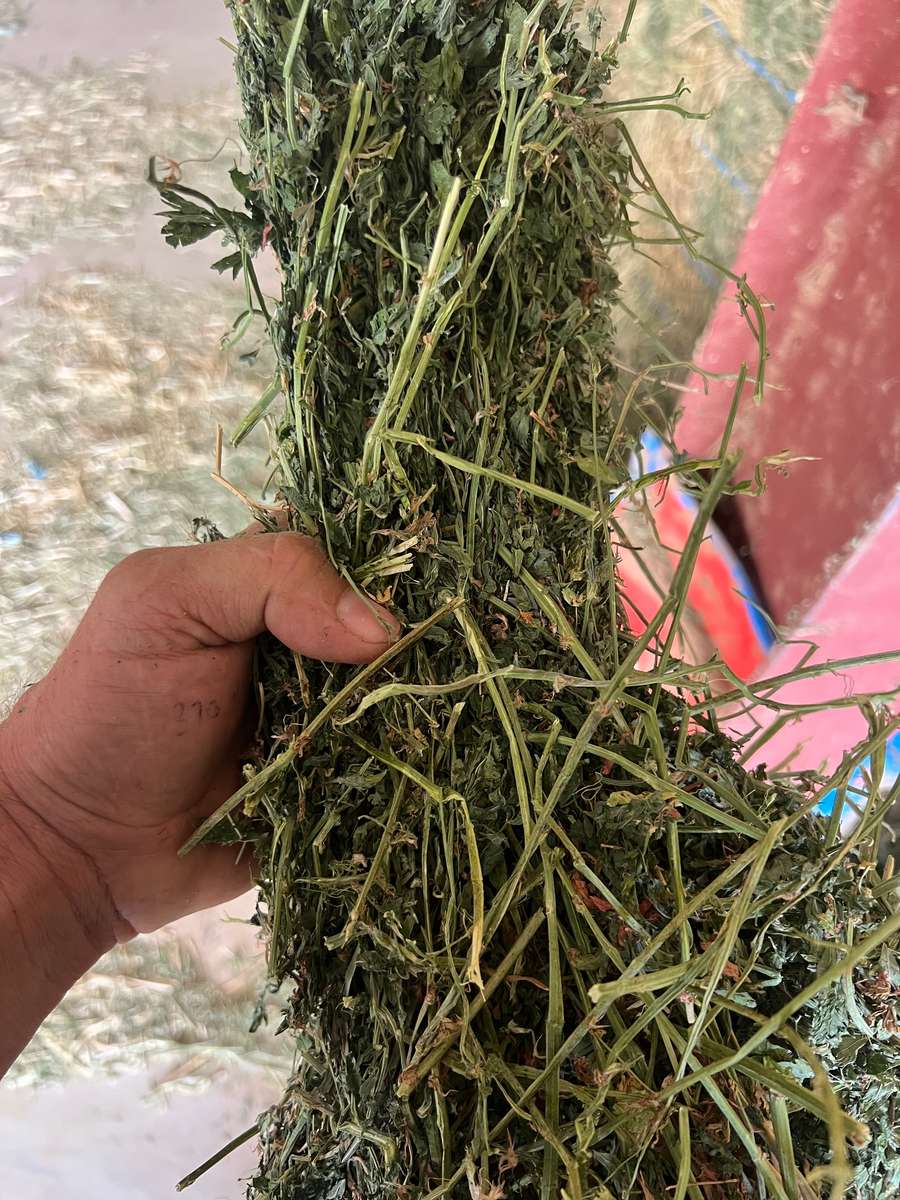 Batch 4990788000205552048 Image