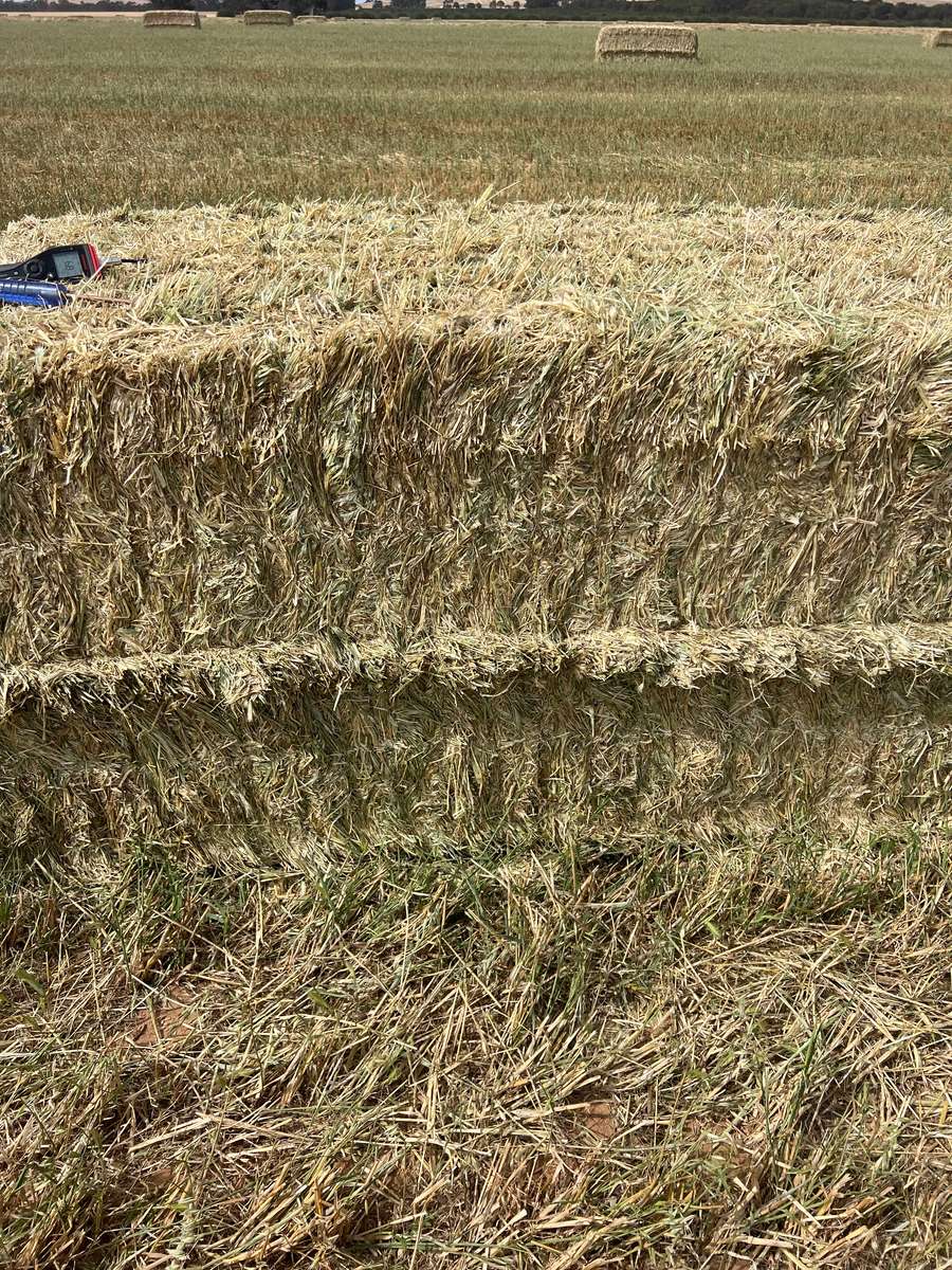 Batch 4990788000207852415 Image