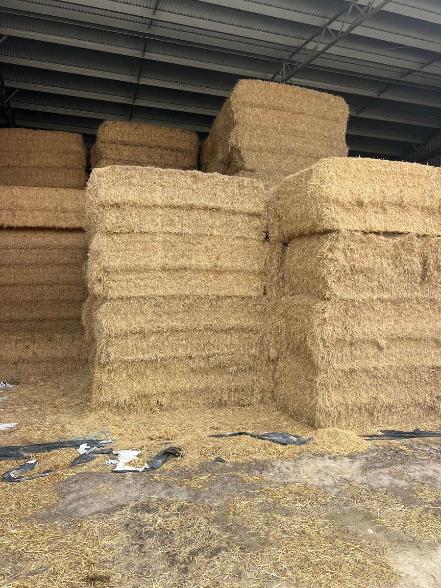 Batch 4990788000207367471 Image