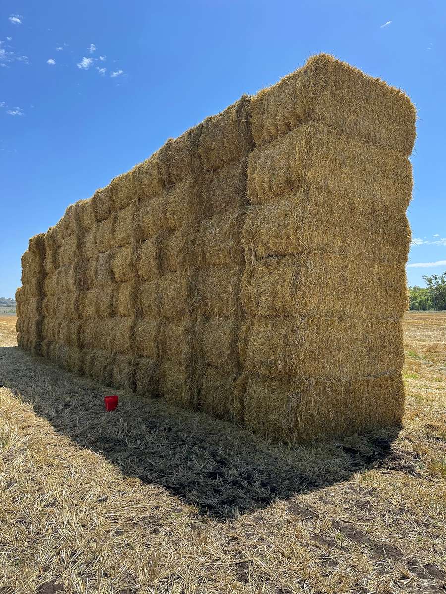 Batch 4990788000205847216 Image