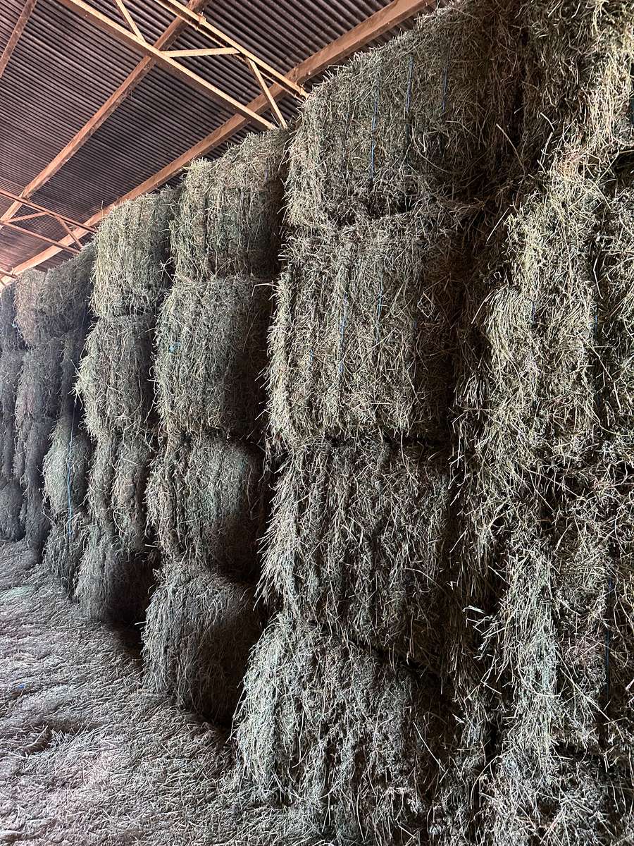 Batch 4990788000205179713 Image