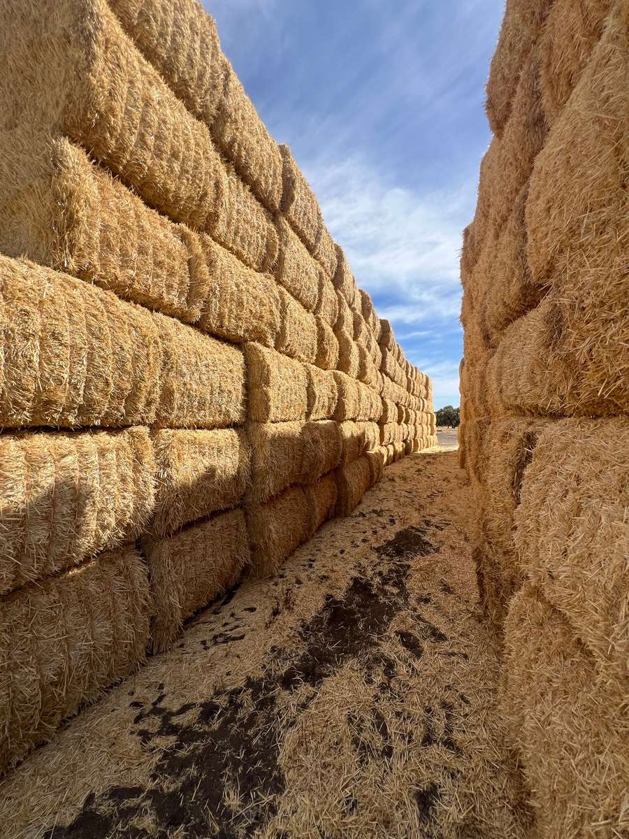 Batch 4990788000209012001 Image