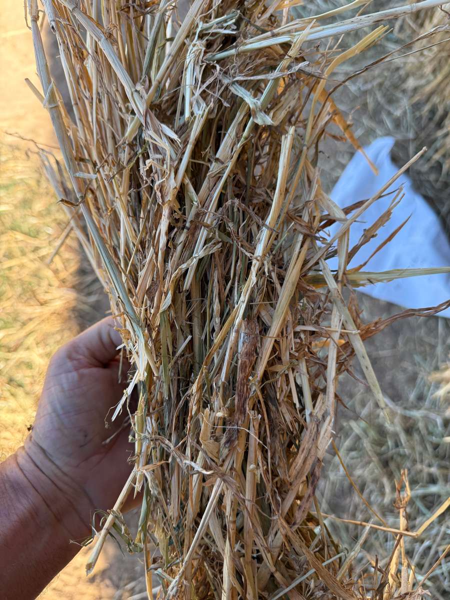 Batch 4990788000209520027 Image