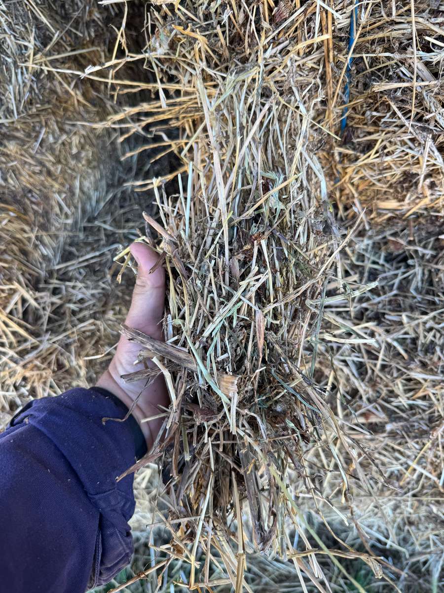 Batch 4990788000209390001 Image