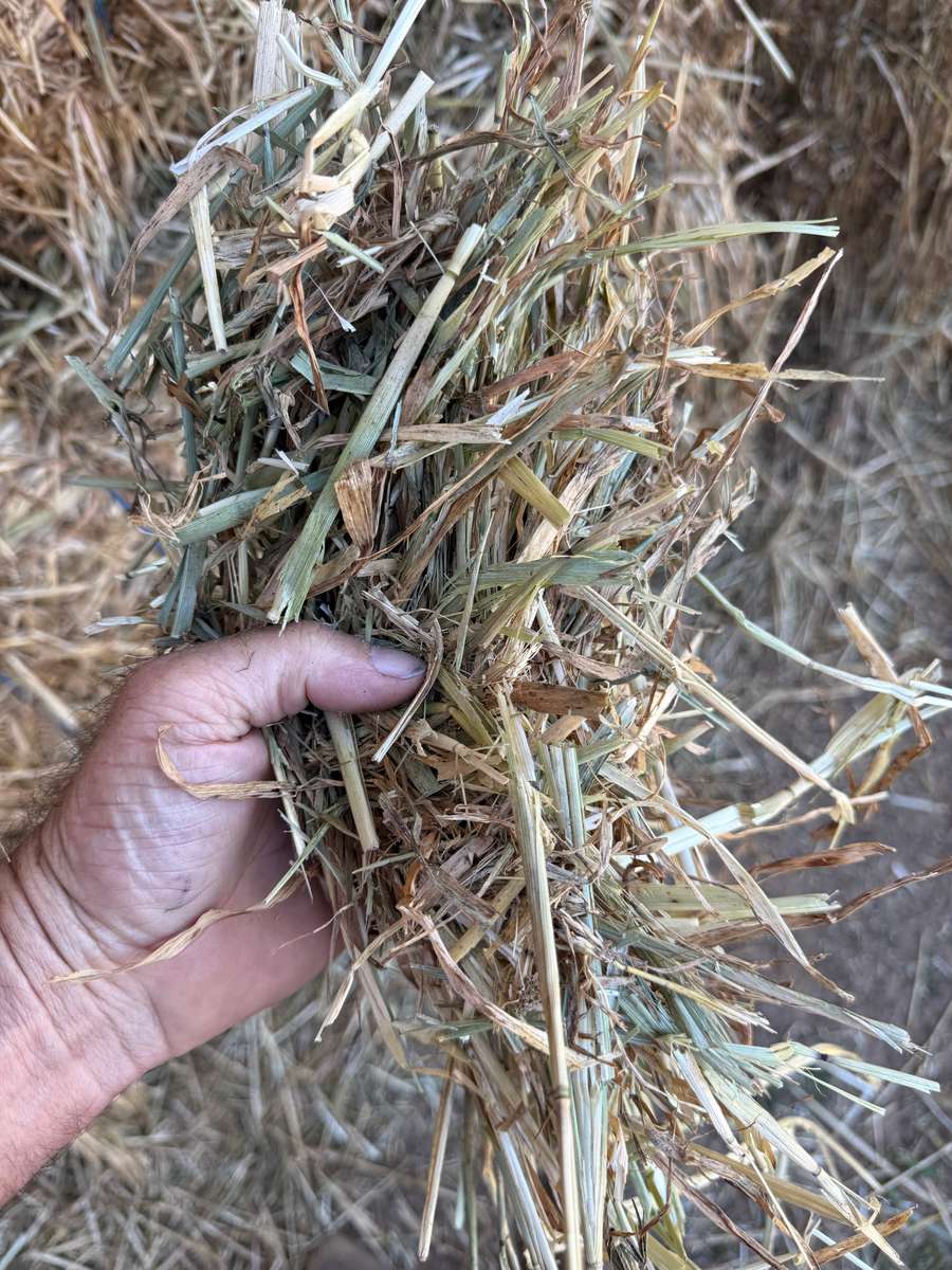 Batch 4990788000209520027 Image