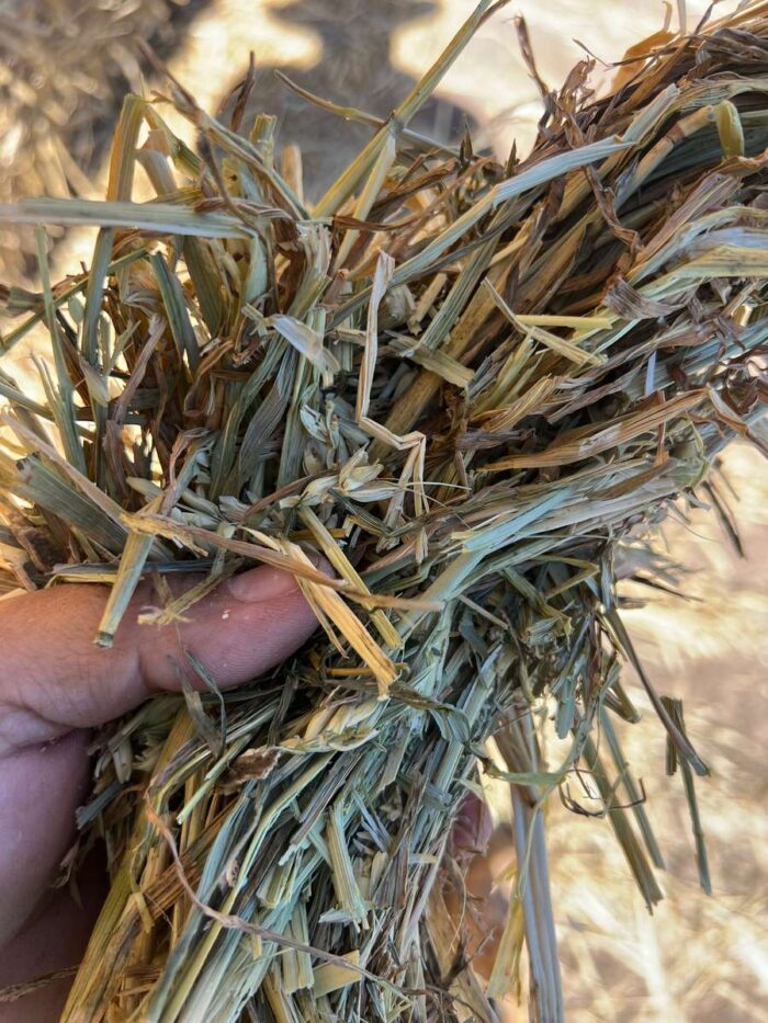 Batch 81365 Cereal Hay – Fodder Link Website