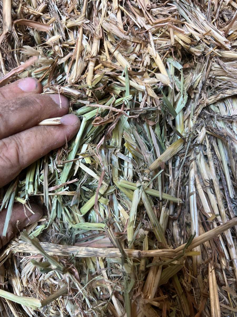 Batch 4990788000211870001 Image