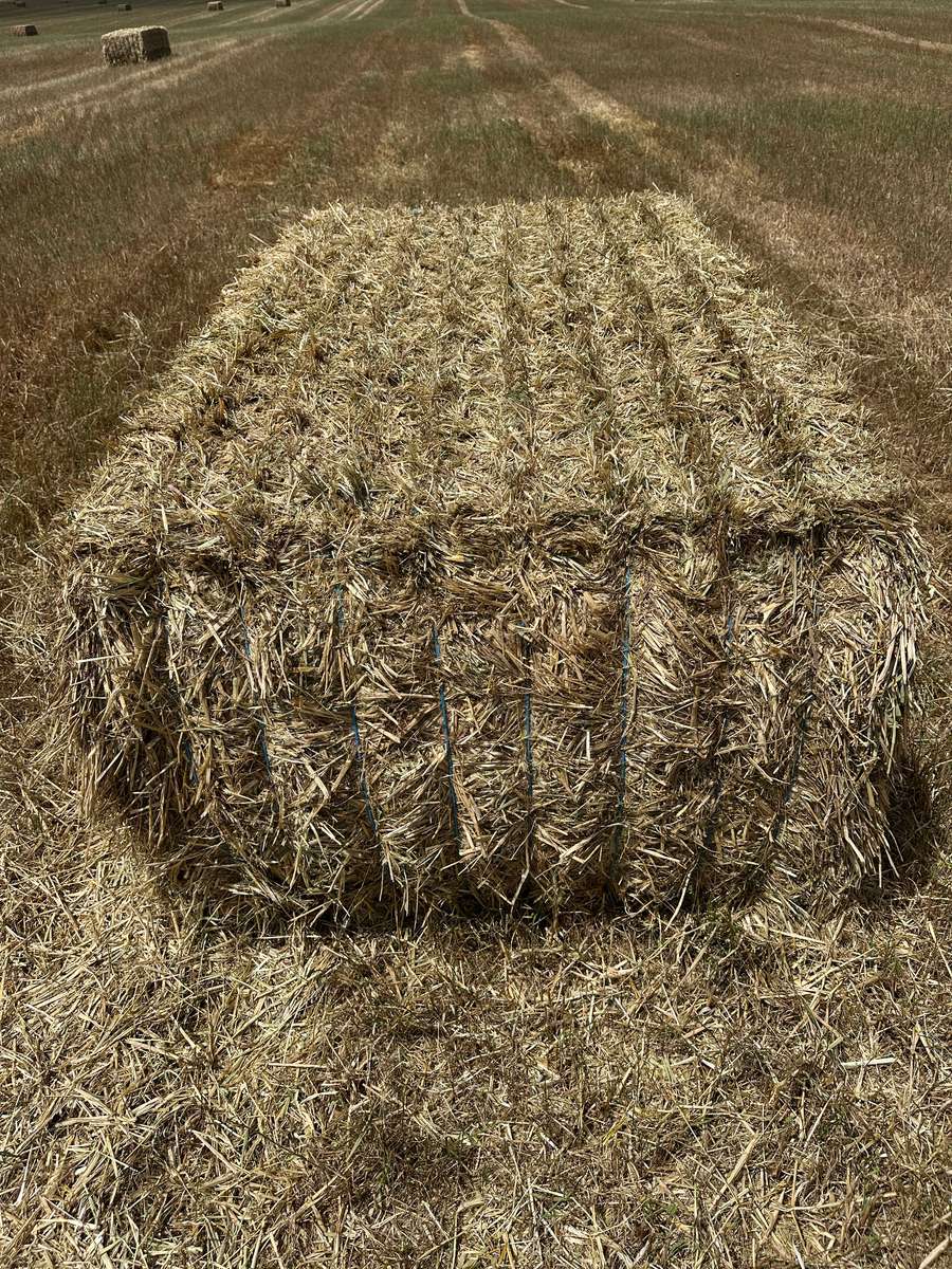 Batch 4990788000207872482 Image