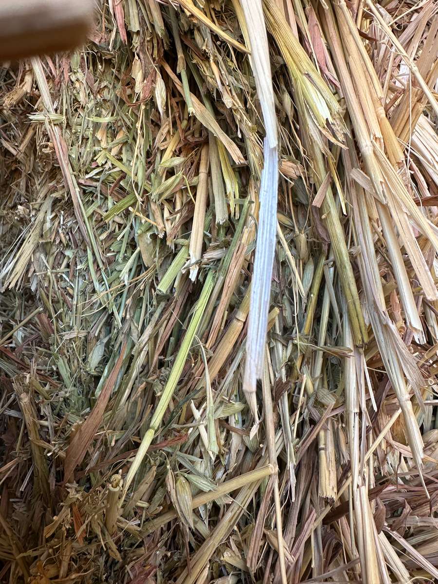 Batch 4990788000212725016 Image