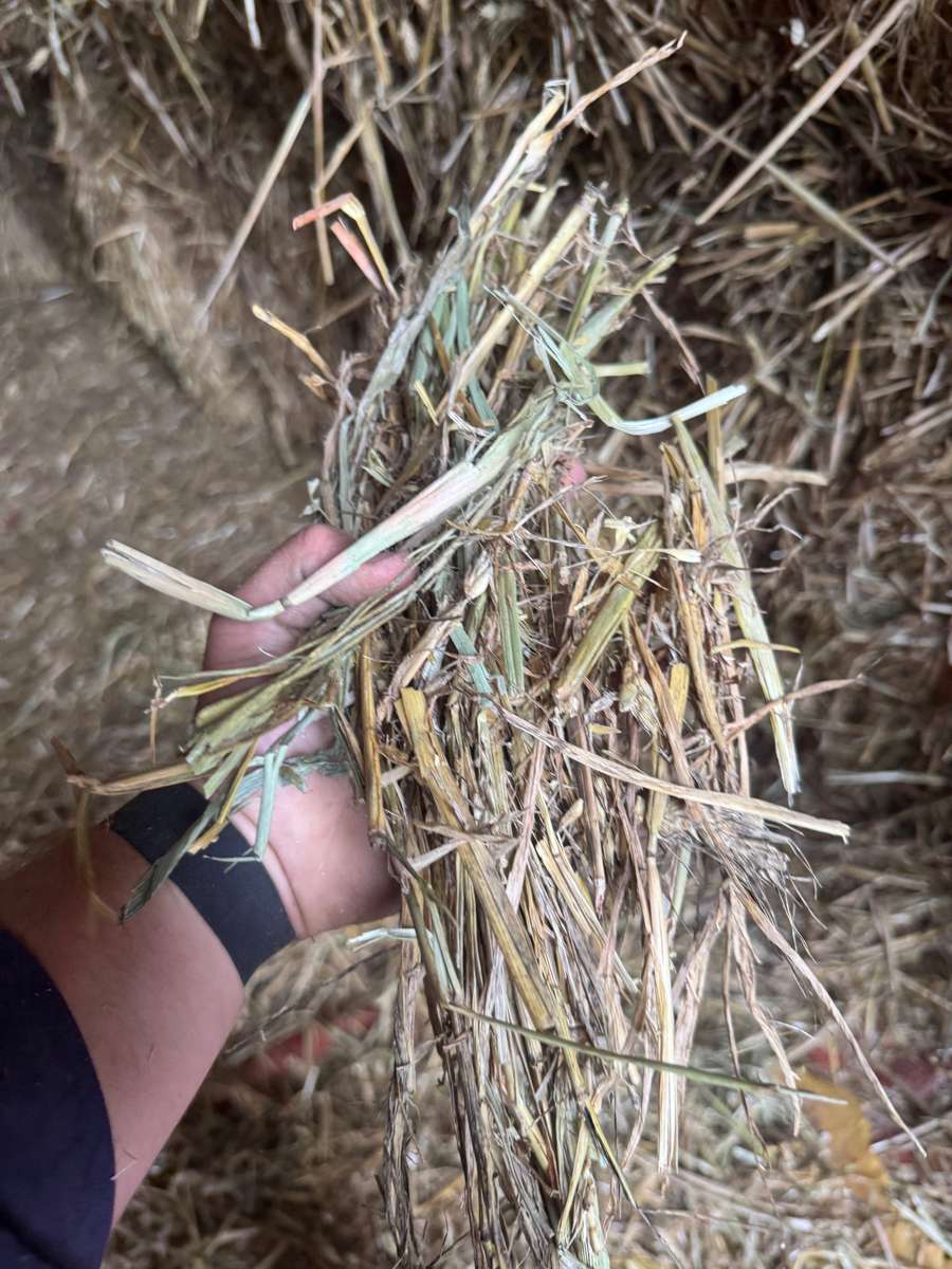 Batch 4990788000209734001 Image