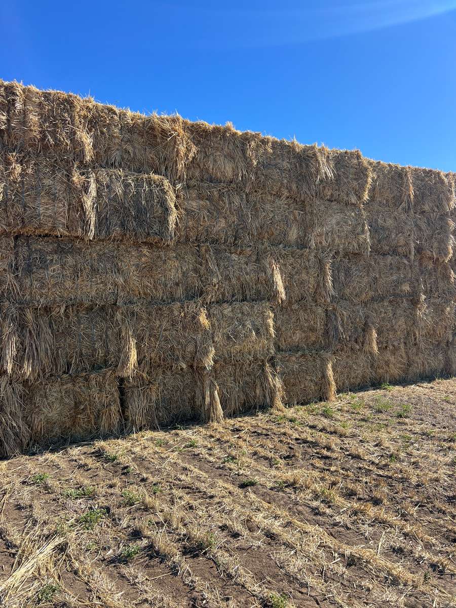 Batch 4990788000211017001 Image