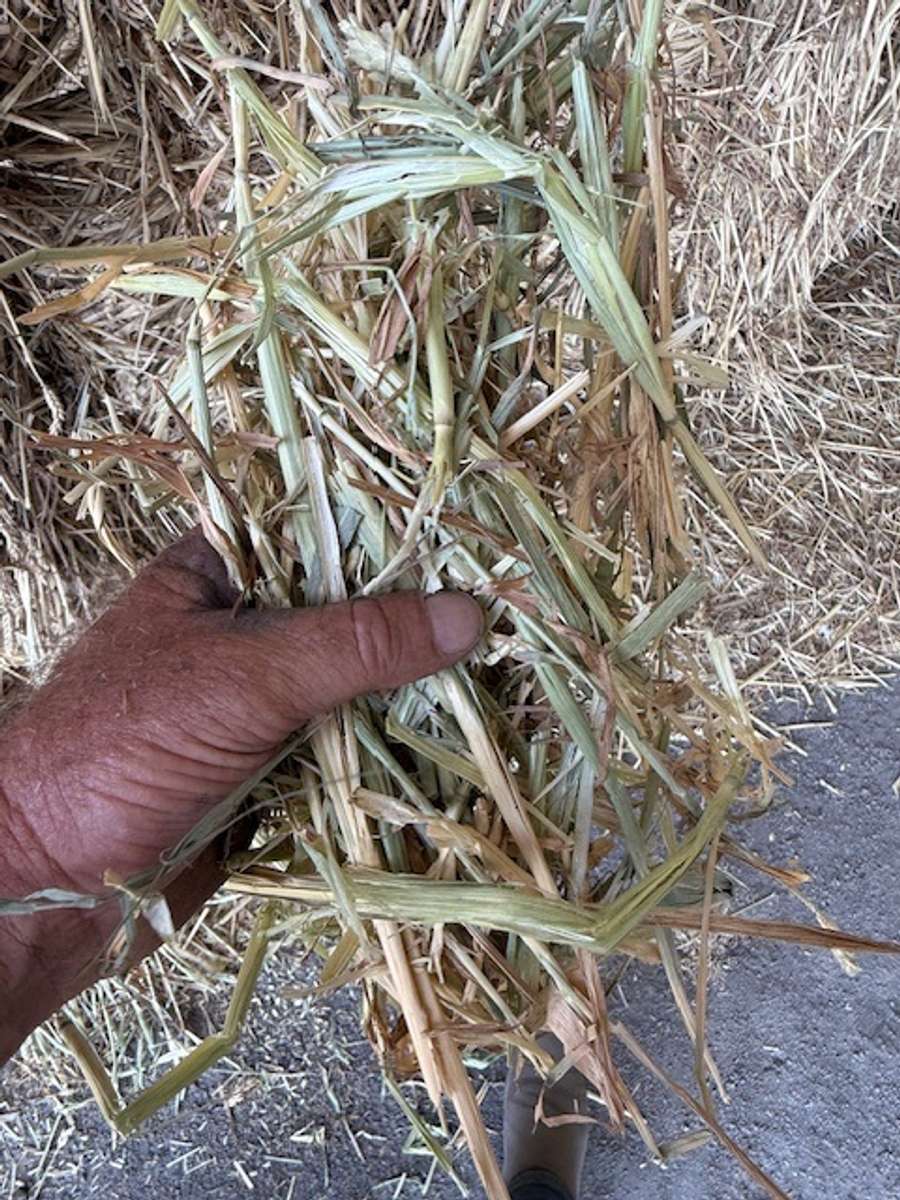 Batch 4990788000210080034 Image