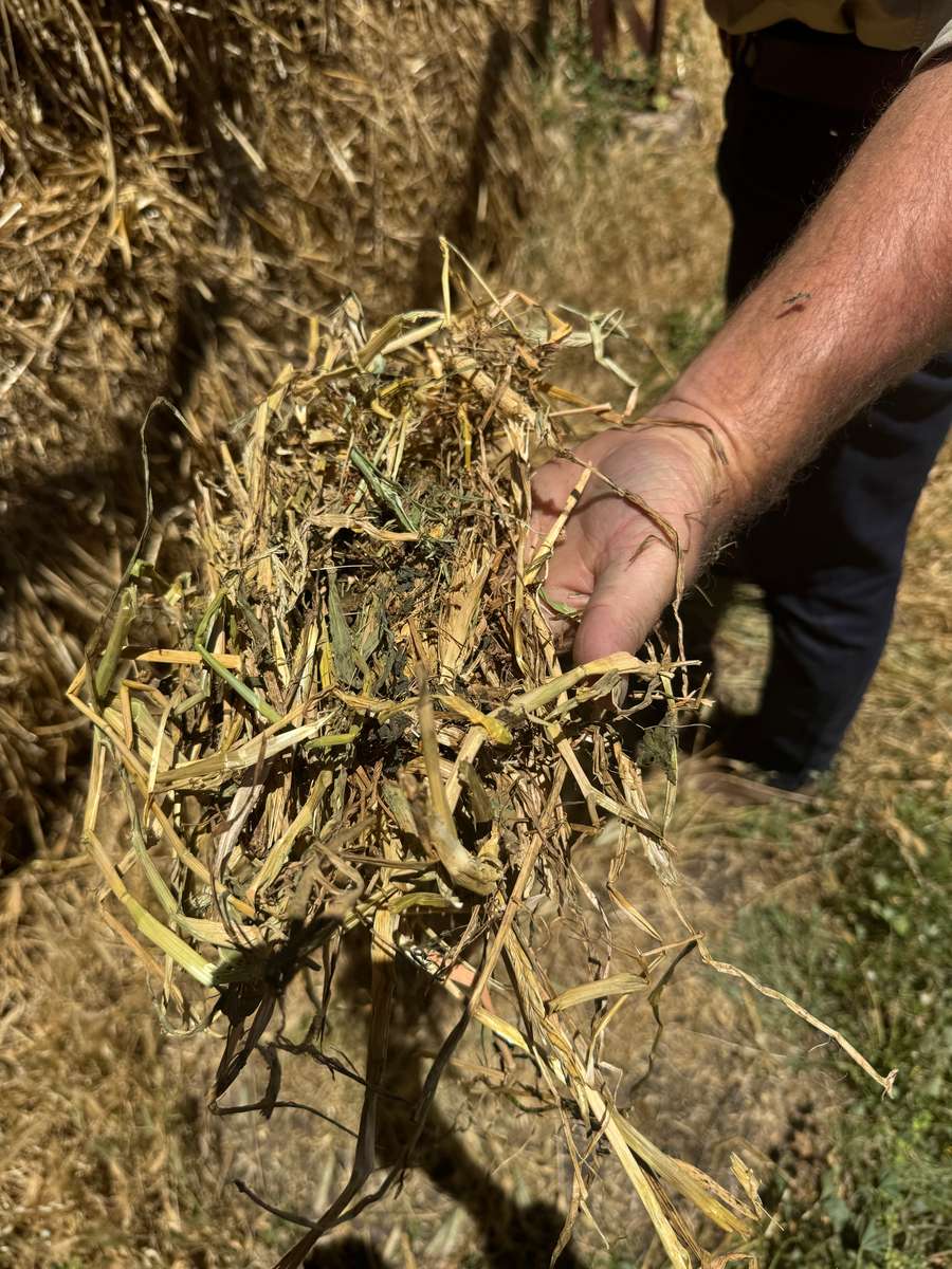 Batch 4990788000209399001 Image