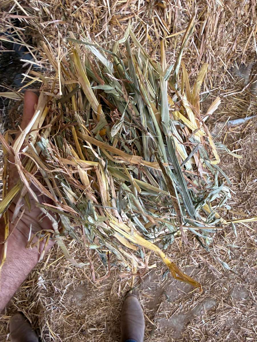 Batch 4990788000209507040 Image