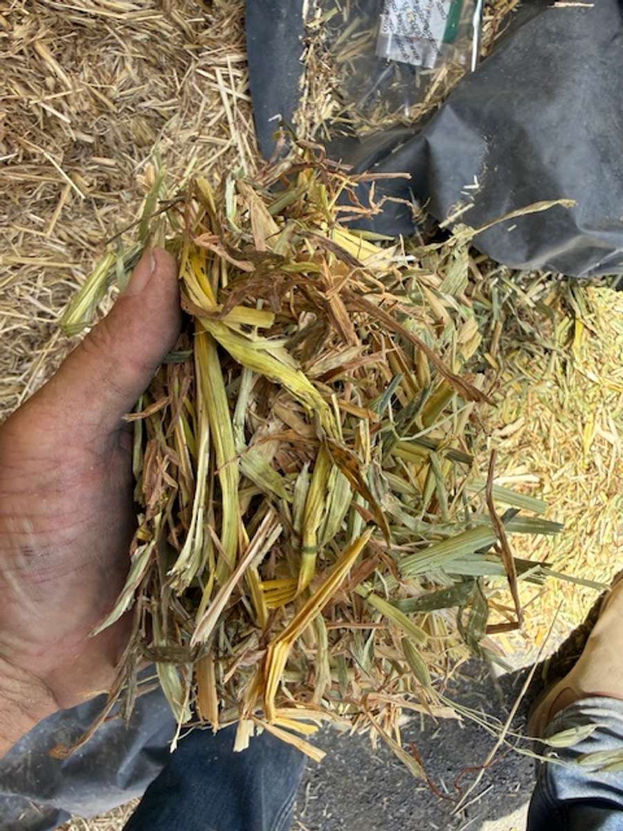 Batch 4990788000210095003 Image