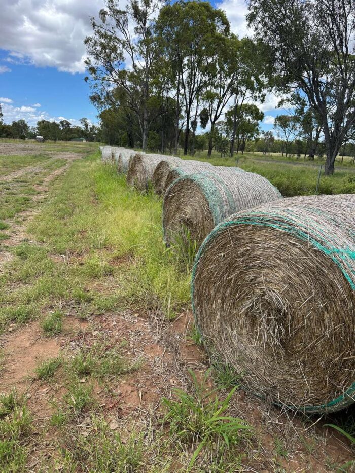Batch 81372 Cereal Straw – Fodder Link Website