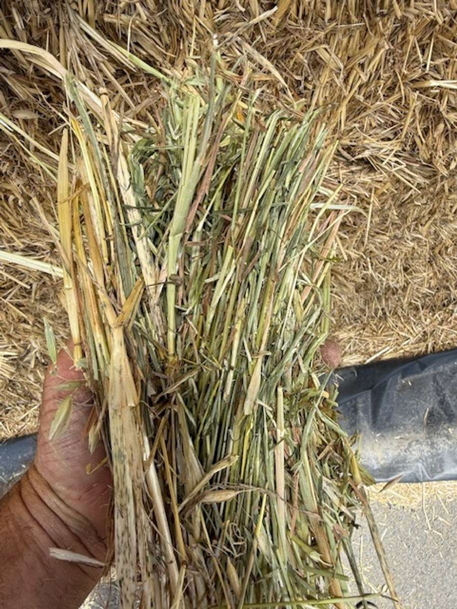 Batch 4990788000210095003 Image