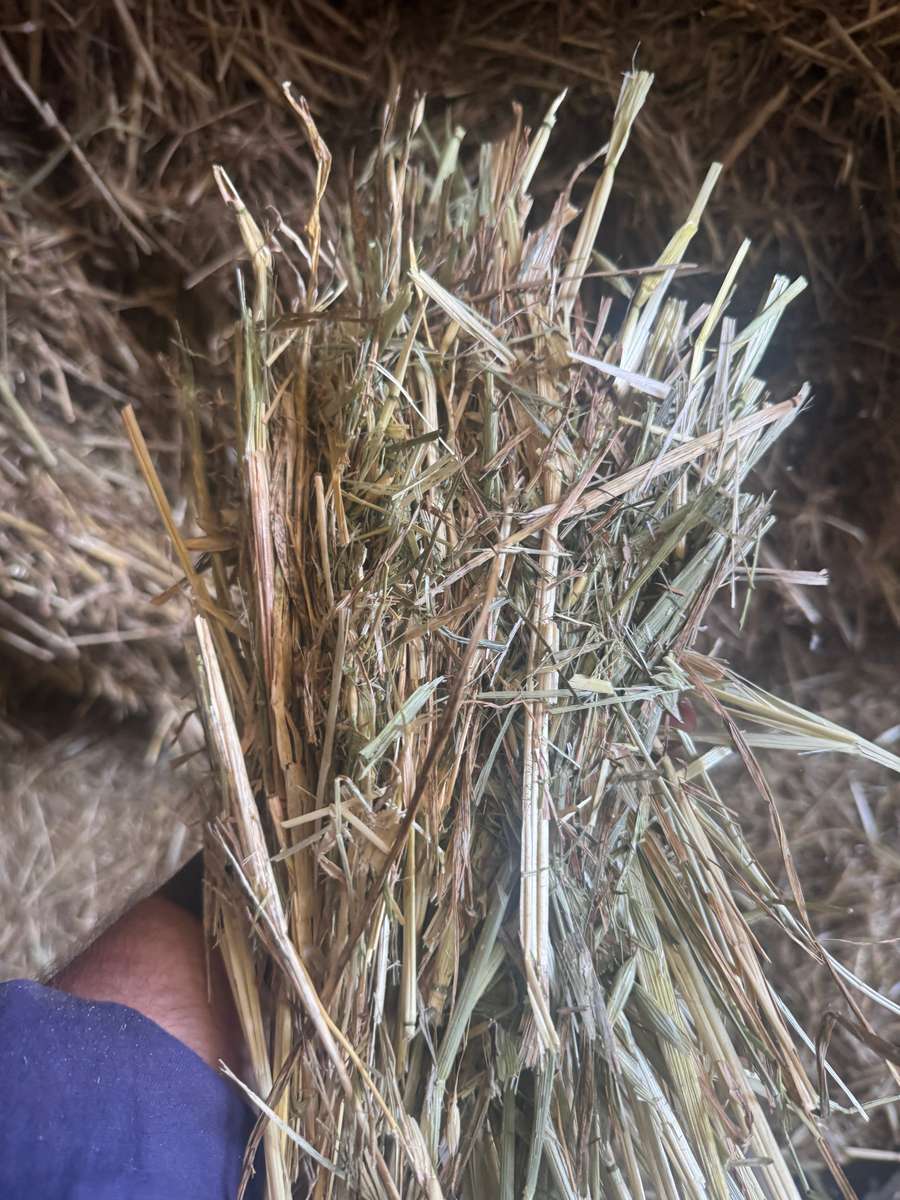 Batch 4990788000210097023 Image