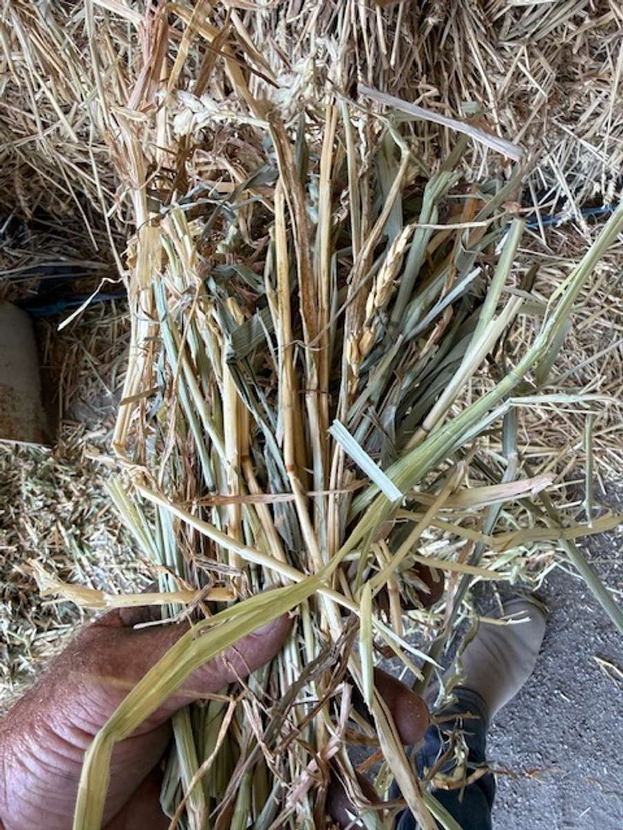 Batch 4990788000210080034 Image