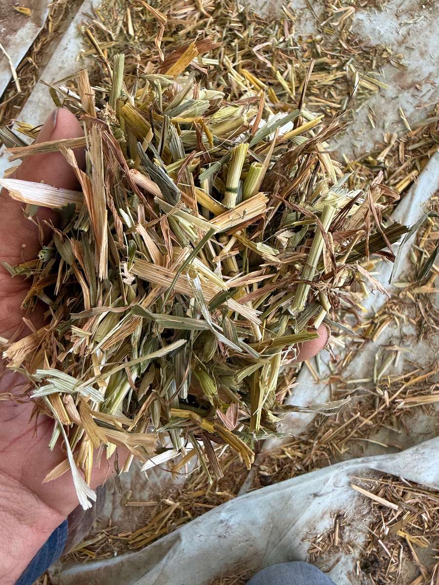 Batch 4990788000209507040 Image