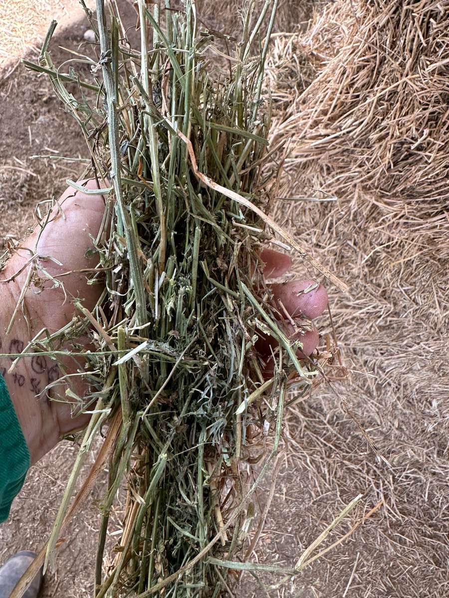 Batch 4990788000210623027 Image