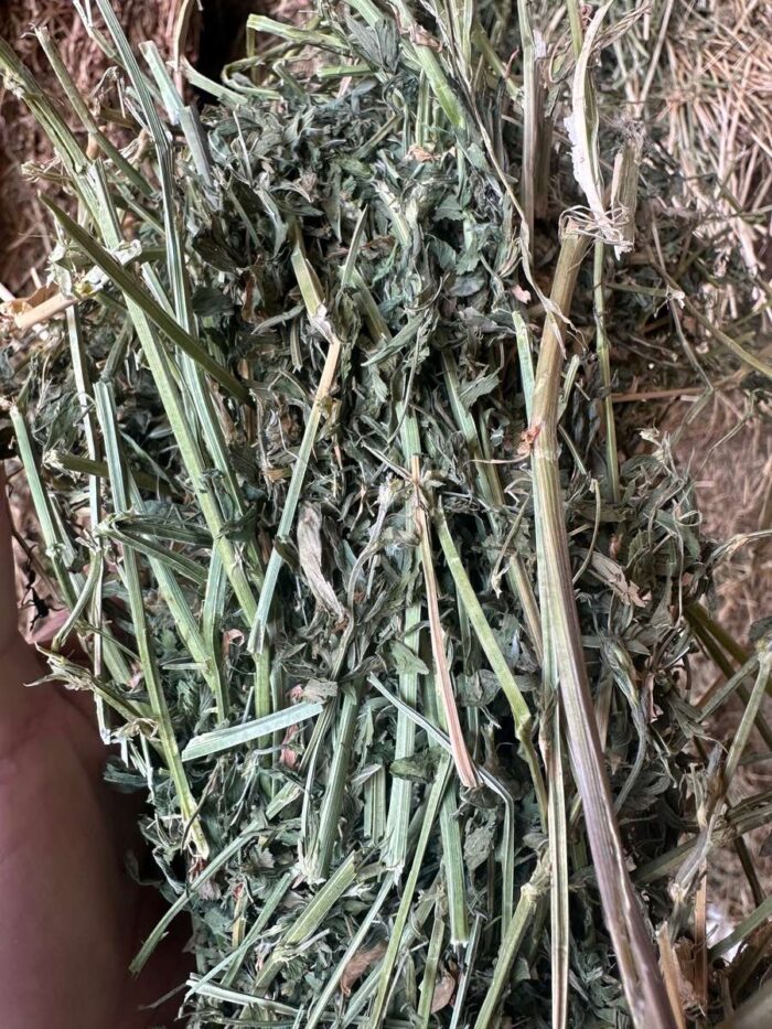 Batch 81414 Protein Hay – Fodder Link Website