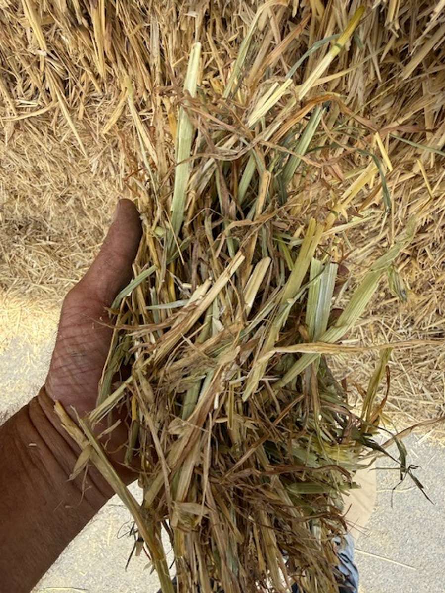 Batch 4990788000210095003 Image