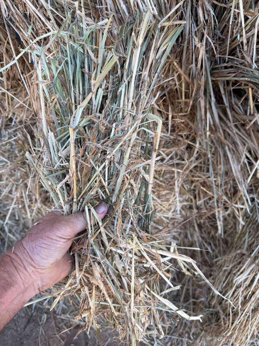 Batch 4990788000209520027 Image