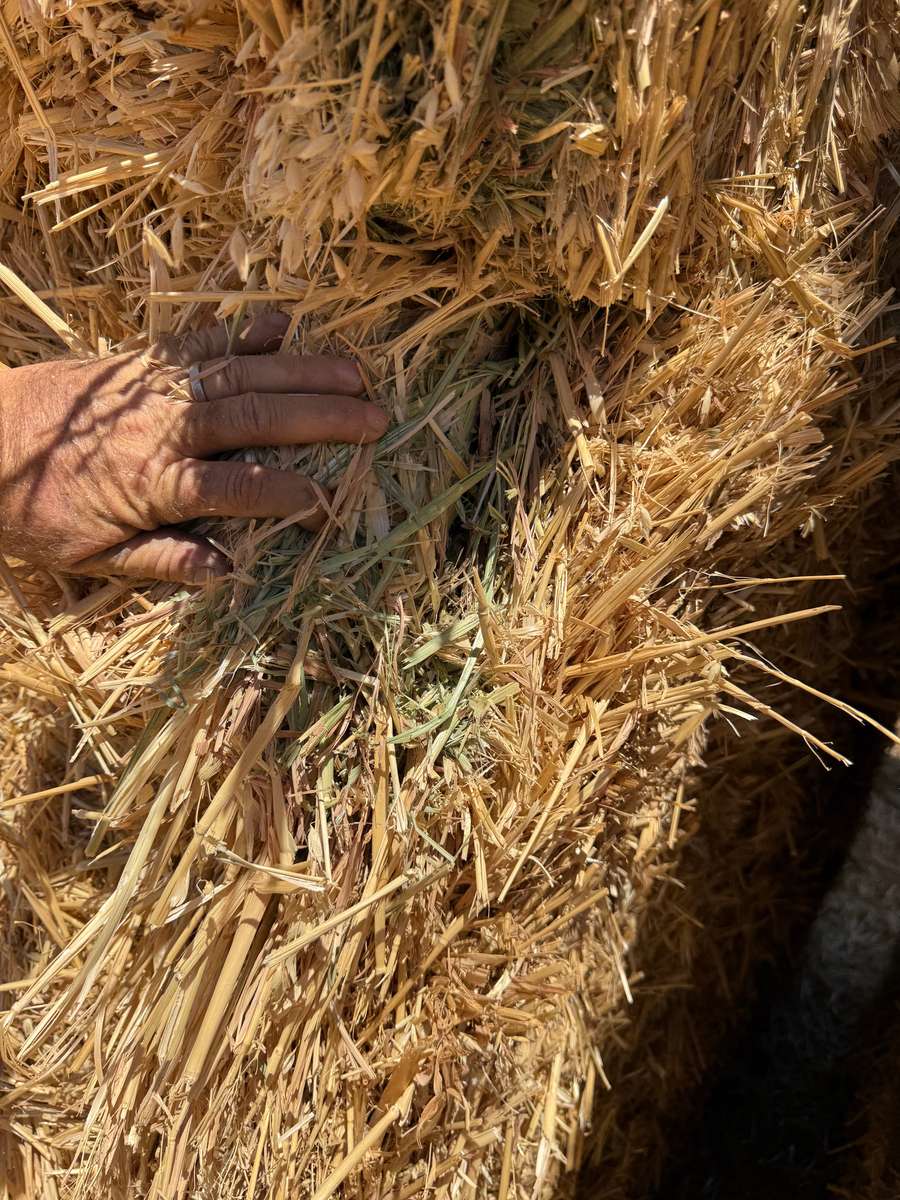 Batch 4990788000207968653 Image