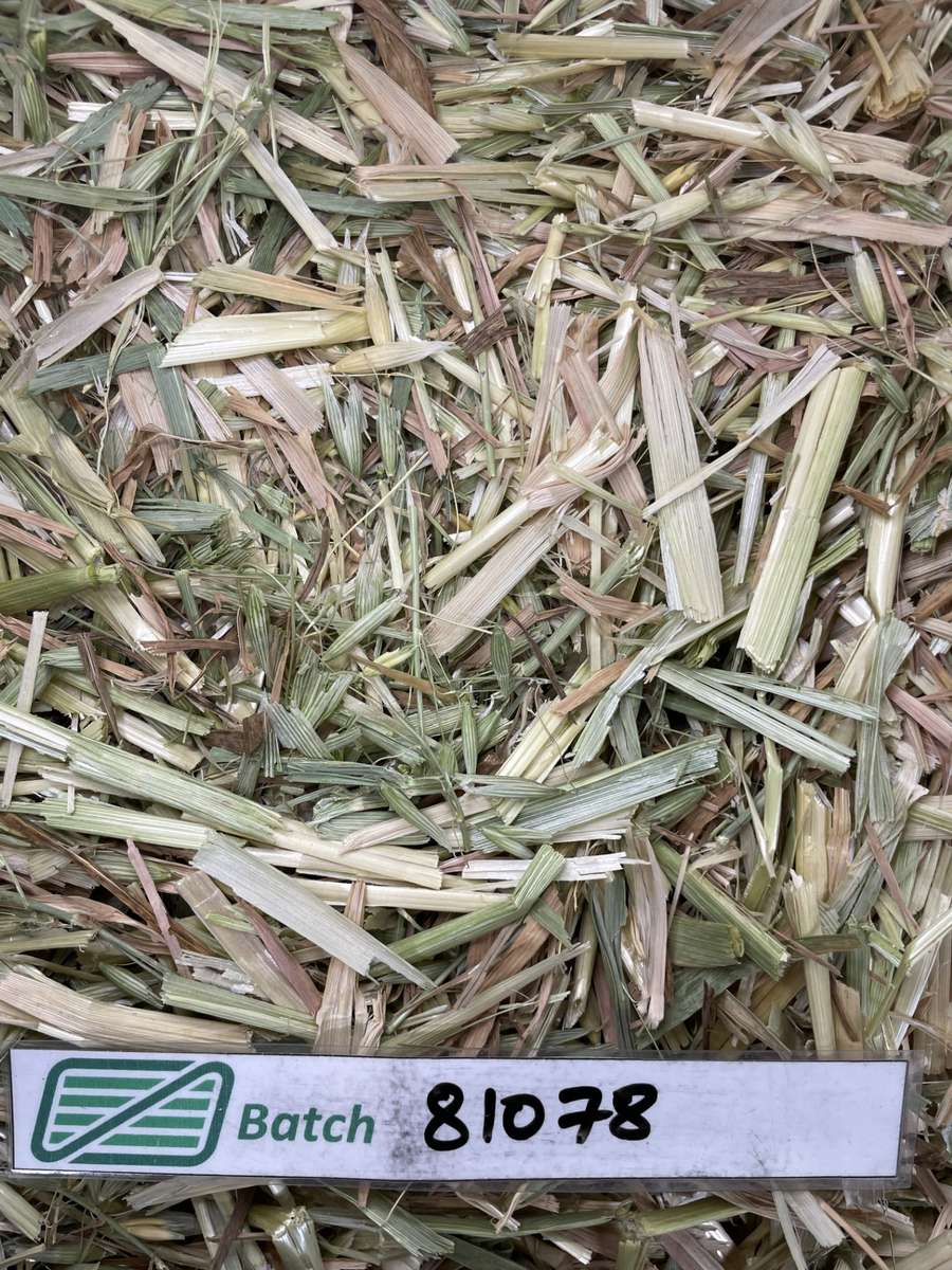 Batch 4990788000200908154 Image