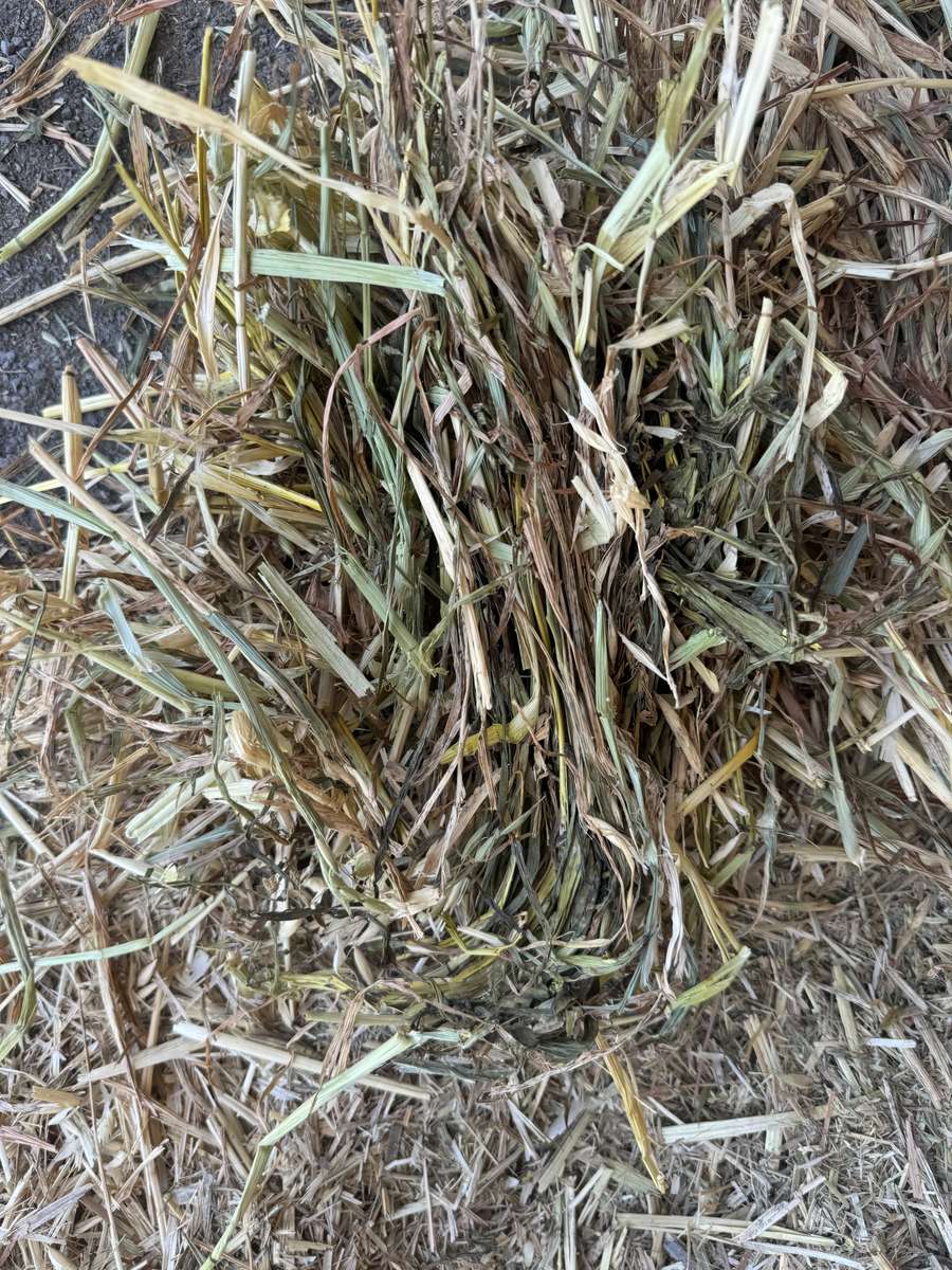 Batch 4990788000210137047 Image