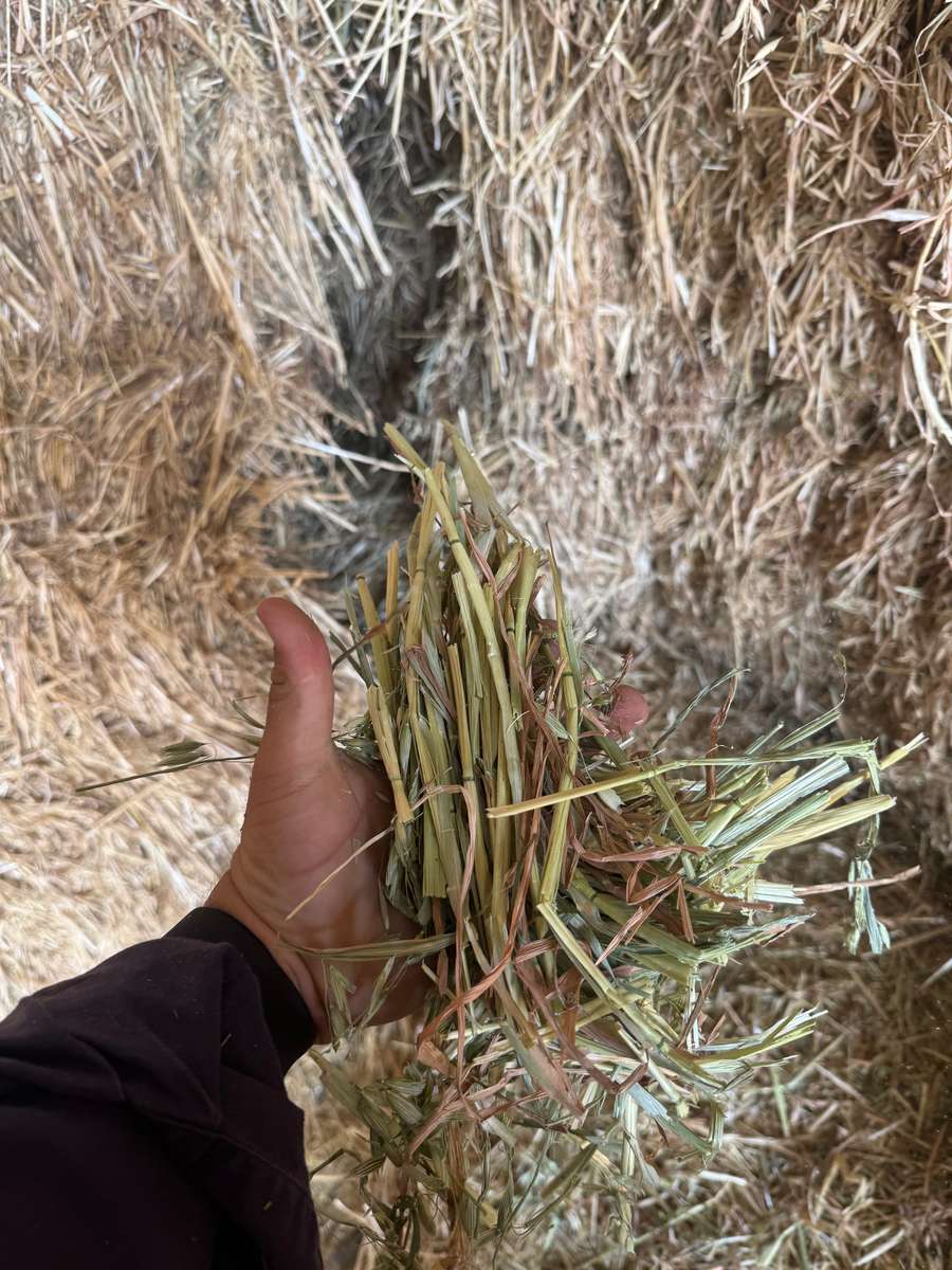 Batch 4990788000210038001 Image