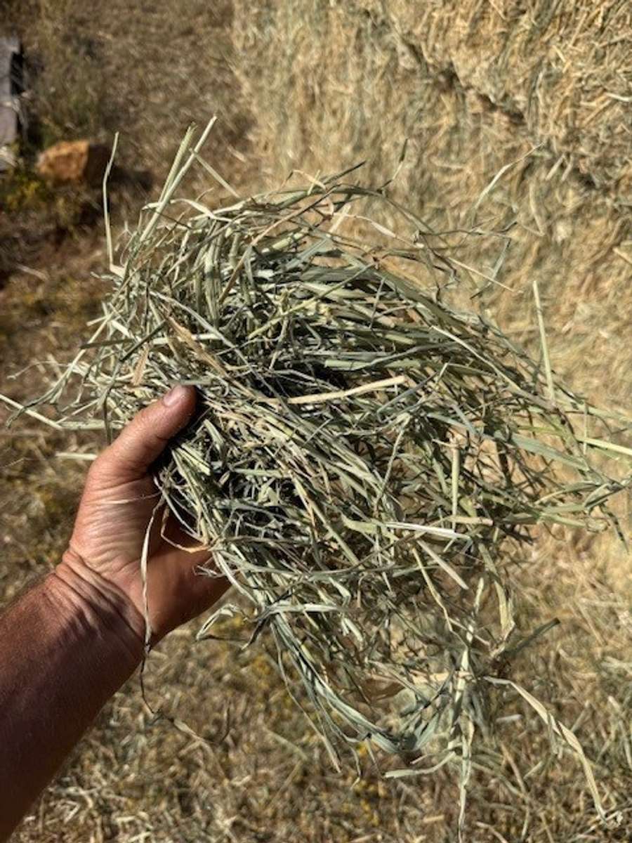 Batch 4990788000210705001 Image